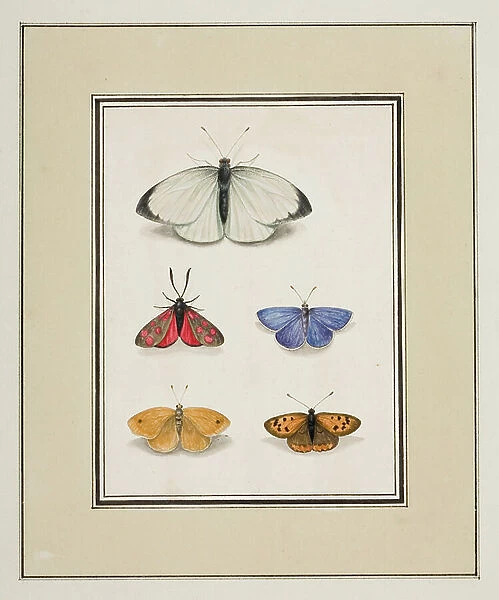 Butterflies, c. 1755-65 (w / c on paper)