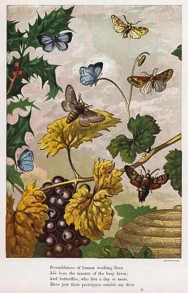Butterflies, moths, grapevines and holly (coloured engraving)