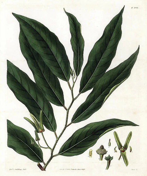 Cachiman or corossolier, leaves - Netted custard apple, Annona reticulata. Handcoloured copperplate engraving by Swan after an illustration by Rev. L. Guilding from Samuel Curtis's ' Botanical Magazine, ' London, 1829