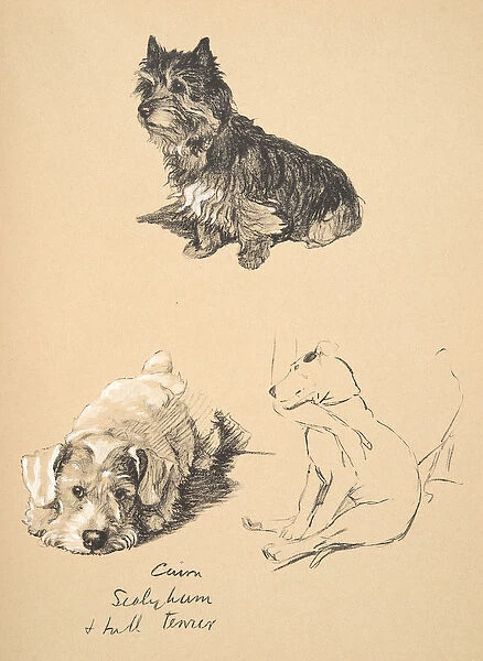 Cairn, Sealyham and Bull Terrier, 1930, Illustrations from his Sketch Book used for