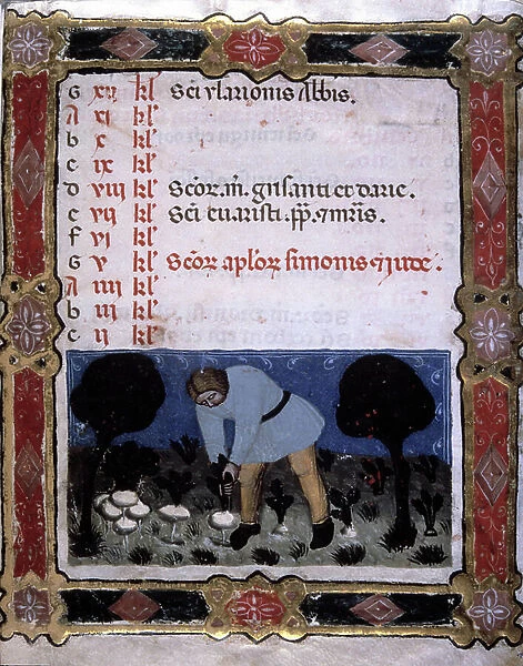 Calendar: November. Miniature representing turnip picking. In 'Officium Beatae Virginis'. Manuscript page 853. Biblioteca civica de Forli, Italy