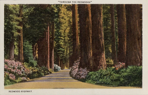 California: Through the Redwoods, Redwood Highway (photo)