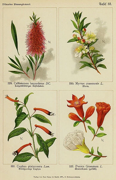 Callistemon Lanceolatus, Myrtus Communis, Cuphea Platycentra, Punica Granatum (colour litho)