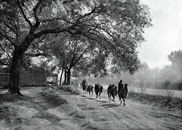 Camel caravan, Beijing, 1920 (photo)