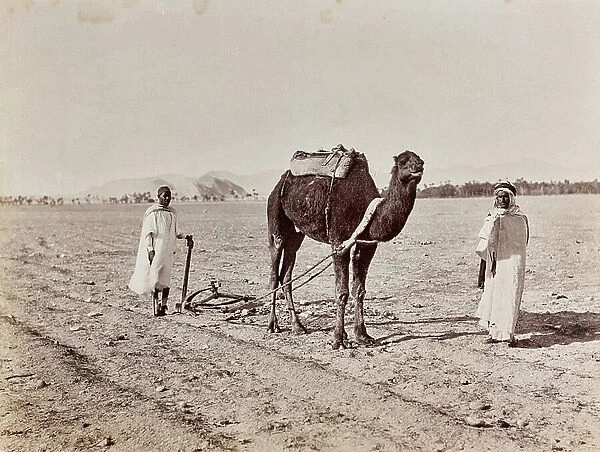 Camel dragging a plow in a field