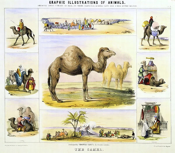 The Camel: used for transport: milk: meat: cloth. Hand-coloured lithograph by Waterhouse Hawkins, creator of the prehistoric animals for the Crystal Palace exhibition of 1851. From Graphic Illustrations of Animals and Their Utility to Man
