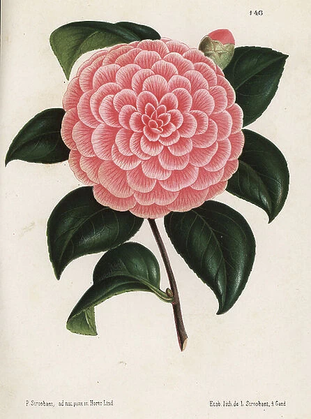 Camellia hybrid, Bertha Giglioli, Camellia japonica. Chromolithograph by L. Stroobant after an illustration by P. Stroobant from Jean Linden's l'Illustration Horticole, Brussels, 1873