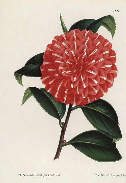 Camellia hybrid, Caprioli, Camellia japonica. Chromolithograph by L. Stroobant after an illustration by P. de Pannemaeker from Jean Linden's l'Illustration Horticole, Brussels, 1873