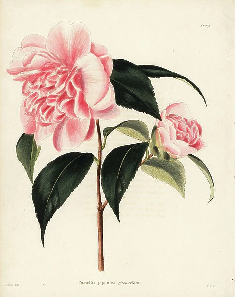 Camellia variety, Camellia japonica paeonaeflora. Handcoloured copperplate engraving by George Cooke after George Loddiges from Conrad Loddiges Botanical Cabinet, Hackney, 1817