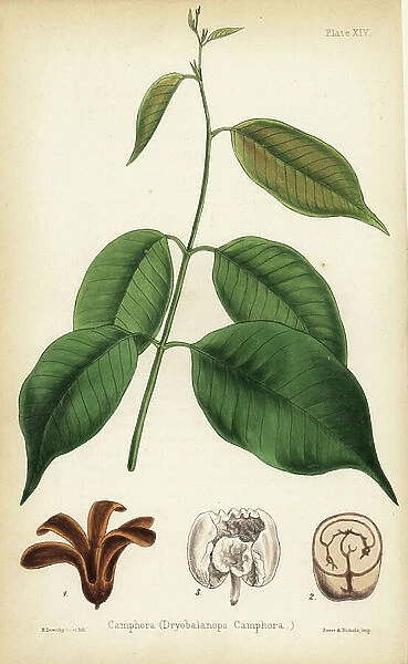 Camphora or camphor tree, Dryobalanops aromatica (Dryobalanops camphora). Critically endangered. Handcoloured illustration drawn and lithographed by Henry Sowerby from Edward Hamilton's Flora Homeopathica, Bailliere, London, 1852