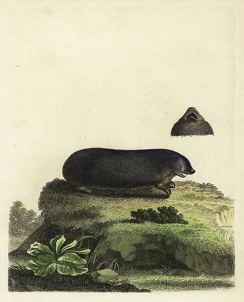 Cape doree tape - Cape golden mole, Chrysochloris asiatica (Variable mole, Talpa asiatica). Handcoloured copperplate engraving by Peter Brown from his New Illustrations of Zoology, B. White, London, 1776