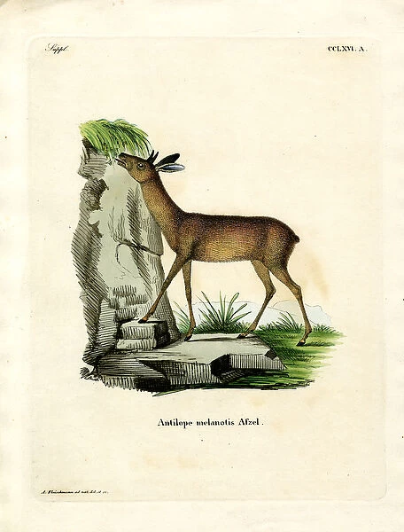 Cape Grysbok (coloured engraving)
