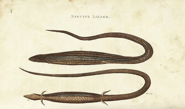 Cape snake lizard, Chamaesaura anguina (angine lizard, Lacerta anguina). Handcoloured copperplate engraving by Heath after an illustration by George Shaw from his General Zoology, Amphibia, London, 1801