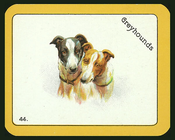Card from The Black Cat Greyhound Racing Game (colour litho)