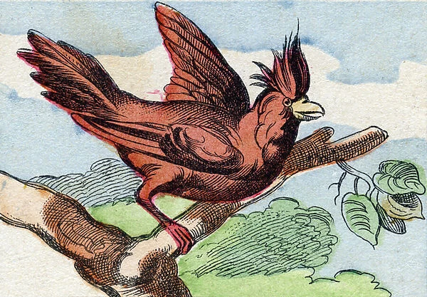 The cardinal. Engraving in 'Buffon Alphabet des Oiseaux n 2'. 3rd Serie N 2