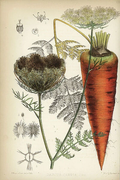 Carrot, Daucus carota. Handcoloured lithograph by Hanhart after a botanical illustration by David Blair from Robert Bentley and Henry Trimen's Medicinal Plants, London, 1880
