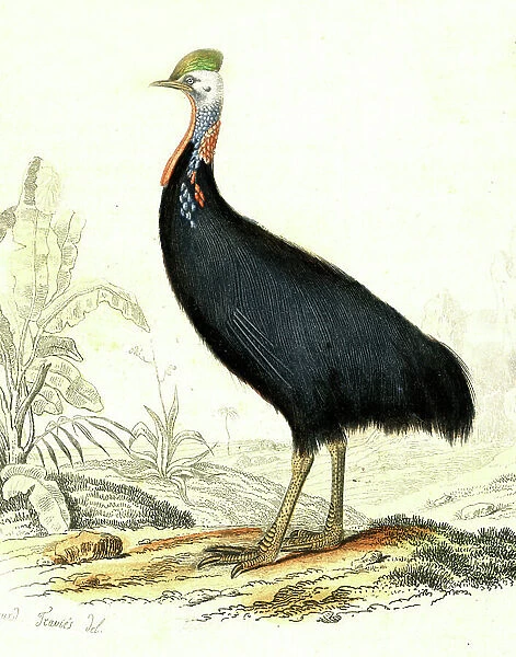 Casoar, Casuarus (Engraving of the Natural History of Buffon) 1856