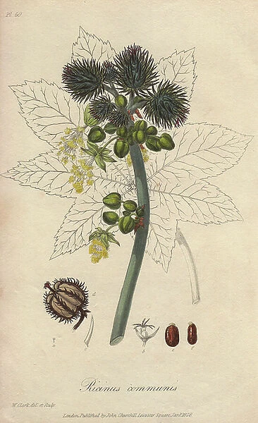 Castor oil plant, Ricinus communis