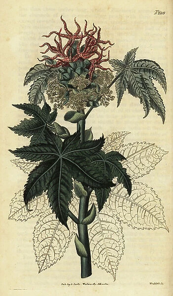 Castorbean or castor-oil-plant, Ricinus communis. Handcoloured copperplate engraving by Weddell from Samuel Curtis Botanical Magazine, London, 1821