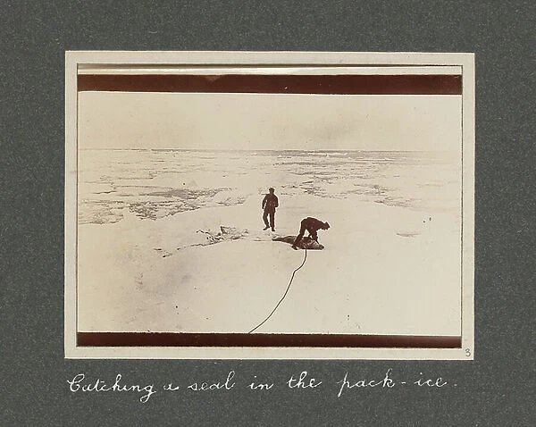 Catching a seal in the pack-ice from National Antarctic Expedition photo album, 1902 (b / w photo)