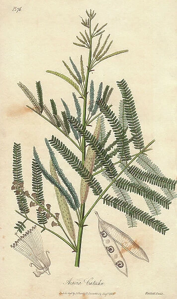 Catechu tree, Acacia catechu