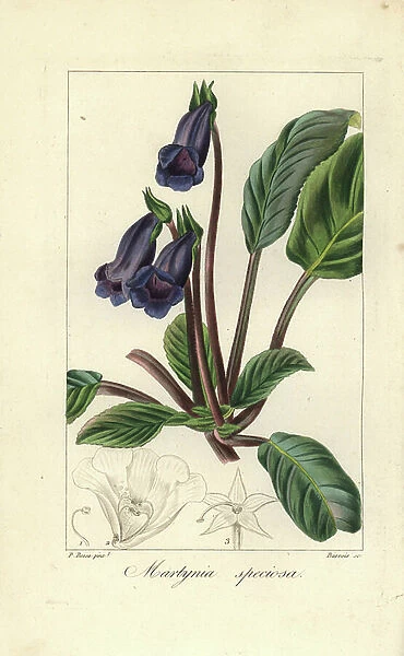 Cat's claw flower, Martynia speciosa, native to Mexico. Handcoloured stipple copperplate engraving by Barrois from a botanical illustration by Pancrace Bessa from Mordant de Launay's 'Herbier General de l'Amateur, ' Audot, Paris, 1820