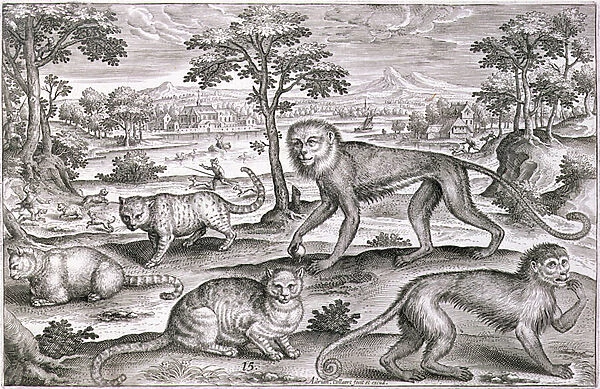 Three Cats and Two Monkeys (engraving)