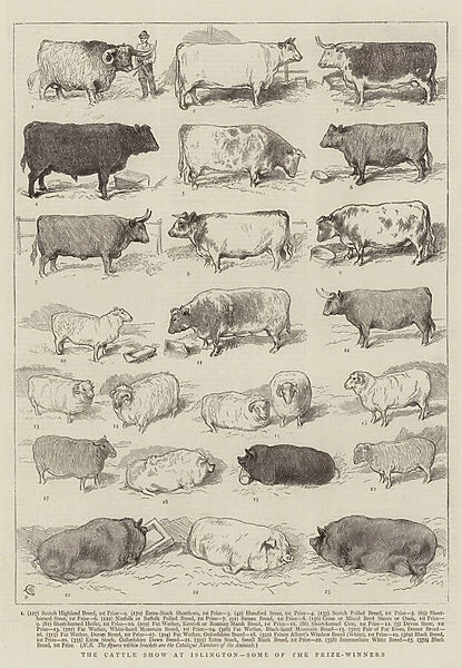 The Cattle Show at Islington, Some of the Prize-Winners (engraving)
