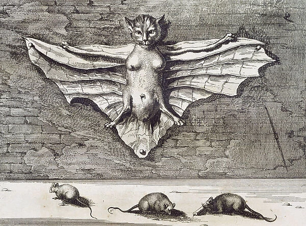 Cattus volans, 1667 (engraving)