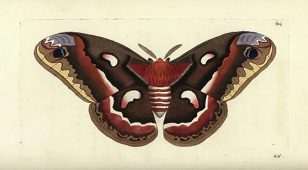 Cecropia moth, Hyalophora cecropia (Cecropian moth, Phalaena cecropia). Illustration drawn and engraved by Richard Polydore Nodder. Handcoloured copperplate engraving from George Shaw and Frederick Nodder's The Naturalist's Miscellany, London, 1803