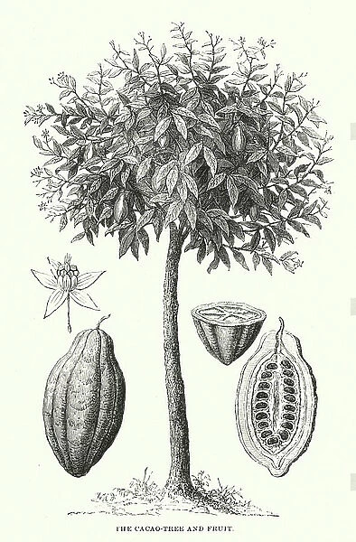 Central America: The cacao-tree and fruit (engraving)