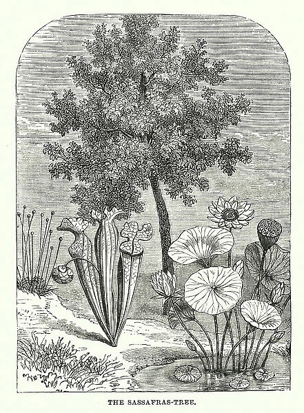 Central America: The Sassafras-tree (engraving)