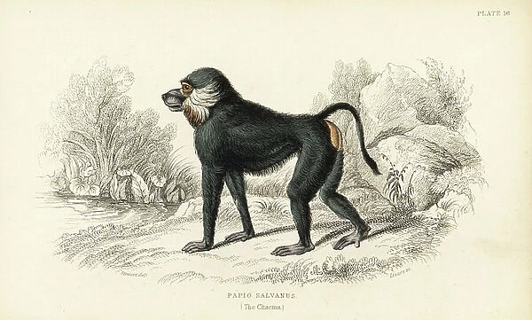 Chacma baboon, Papio ursinus (Papio salvanus). Handcoloured steel engraving by W.H. Lizars after an illustration by James Stewart from Sir William Jardine's Naturalist's Library: Monkeys, Edinburgh, 1844