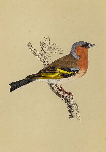 Chaffinch (colour litho)