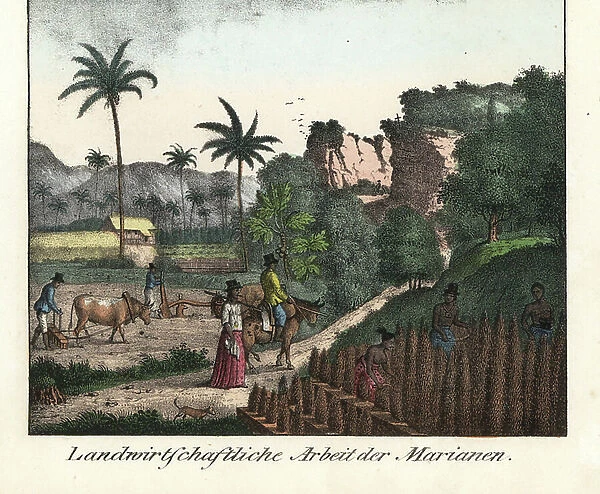 Chamarro farmers plowing a field and carving rows of plantations in the Mariana Archipelago (USA). Illustration from Voyage Around the World (1824) by Louis de Freycinet (1779-1842)