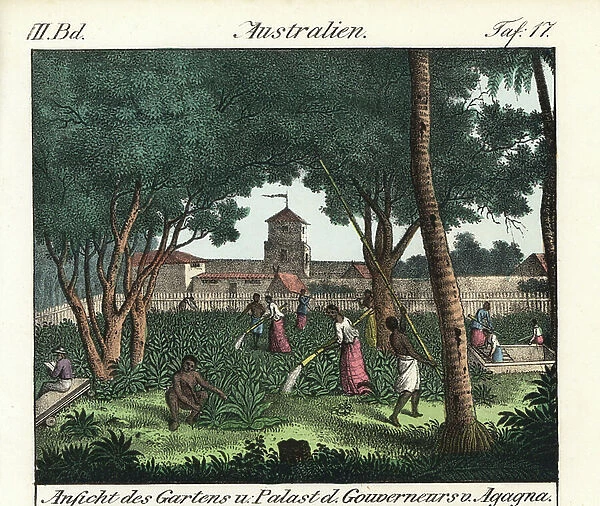 The Chamarro natives of the island of Guam (Mariana Islands, USA), work in the garden of the Spanish Governor's Palace in Agagna. Illustration from Voyage Around the World (1824) by Louis de Freycinet (1779-1842)
