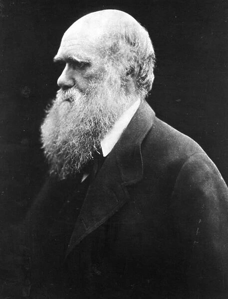 Charles Darwin, c. 1870 (b  /  w photo)