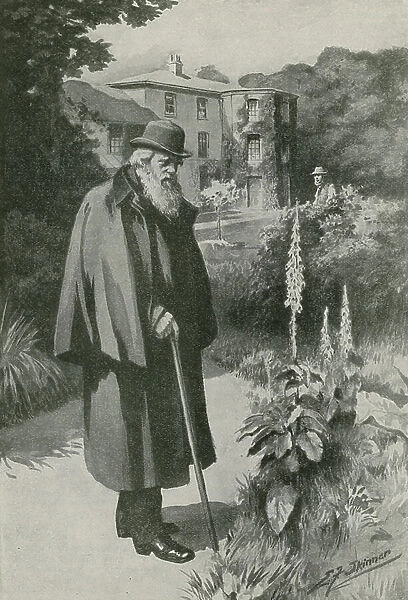 Charles Darwin in his garden at Down House (litho)