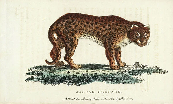 Cheetah, Acinonyx jubatus. Vulnerable. Also known as the jaguar leopard or the hunting leopard from the Leverian Museum. Illustration copied from the Count of Buffon