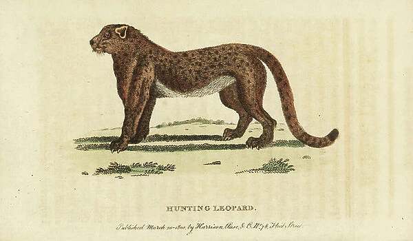 Cheetah or hunting leopard, Acinonyx jubatus. Vulnerable. Illustration copied from I.C.D von Schreber. Handcoloured copperplate engraving from ' The Naturalist's Pocket Magazine, ' Harrison, London, 1800