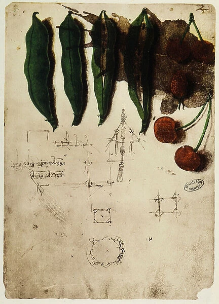 Cherries and peas: drawing by Leonardo da Vinci, part of the Codex B (2173), c. 2r, housed in the Institut de France, in Paris
