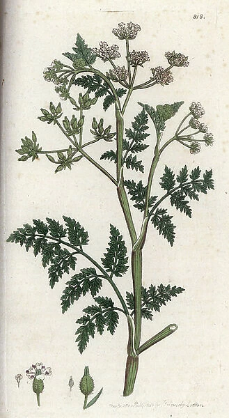 Cherry leaning or intoxicating chervil. Hand-coloured copper engraving from a drawing by James Sowerby (1757-1822), in English Botanique, 1800, by Smith. Rough chervil, Scandix anthriscus, Chaerophyllum temulentum