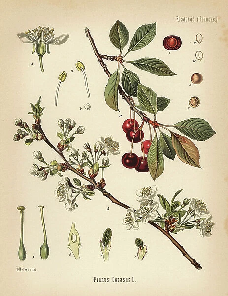 Cherry tree, Prunus cerasus. Chromolithograph after a botanical illustration by Walther Muller from Hermann Adolph Koehler's Medicinal Plants, edited by Gustav Pabst, Koehler, Germany, 1887