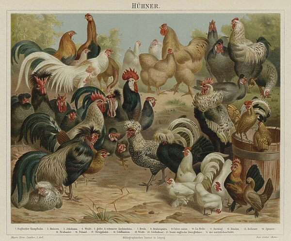 Chickens (colour litho)