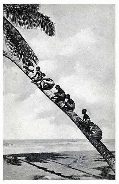 Children on coconut tree, c.1900 (b / w photo)