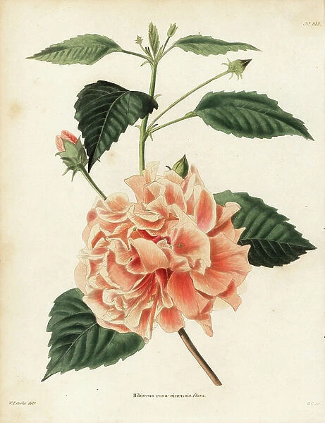 Chinese hibiscus, Hibiscus rosa-sinensis flava. Handcoloured copperplate engraving by George Cooke after an illustration by W.I. Cooke from Conrad Loddiges Botanical Cabinet, Hackney, London, 1821