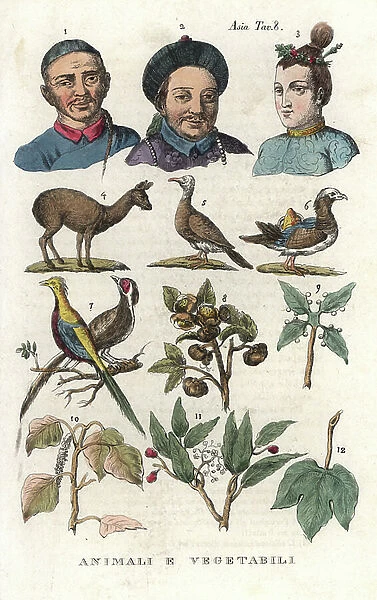 Chinese portraits, fauna and flora including musk deer 4, duck 6, golden pheasant 7, tea 8, and camphor 10. Handcoloured copperplate engraving from Giulio Ferrario's Ancient and Modern Costumes of all the Peoples of the World, 1843