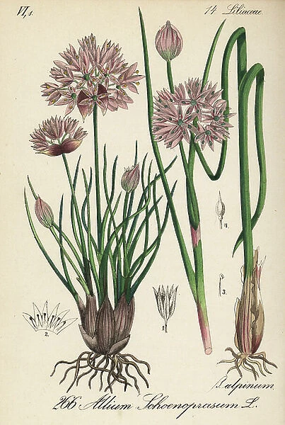 Chives or civette - Chives, Allium schoenoprasum - Handcoloured lithograph from Diederich von Schlechtendal's German Flora (Flora von Deutschland), Jena, 1871