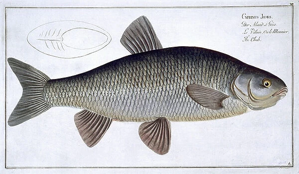Chub (Cyprinus Jeses) plate VI from Ichthyologie, ou histoire naturelle generale et