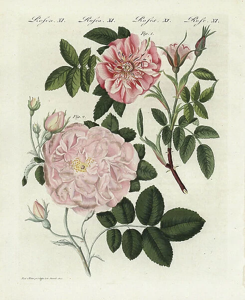 Cinnamon rose, Rosa majalis, and sweet briar, Rosa rubiginosa, Rosa umbellata flora carneo. Handcoloured copperplate engraving from an illustration drawn from nature by Stark from Bertuch's ' Bilderbuch fur Kinder' (Picture Book for Children)